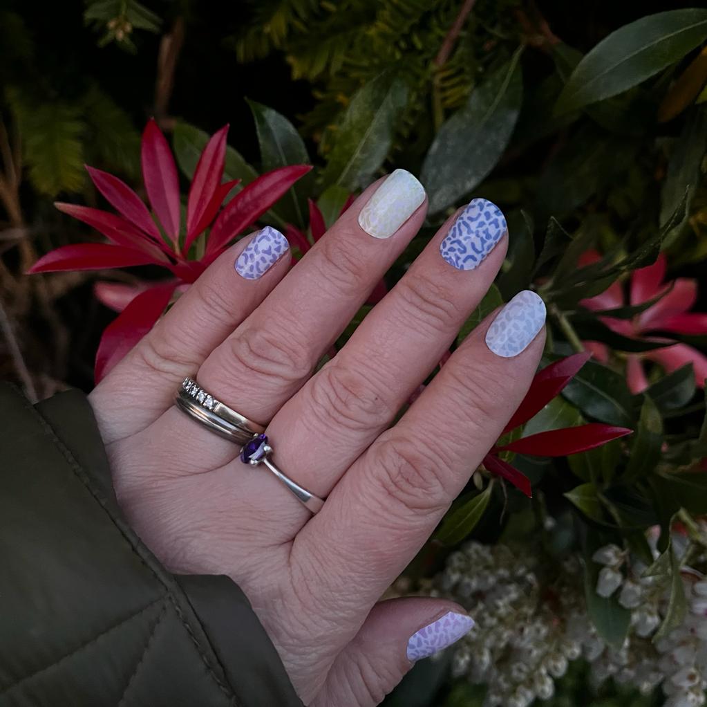 Rainbow-Panter-YellowSnails2